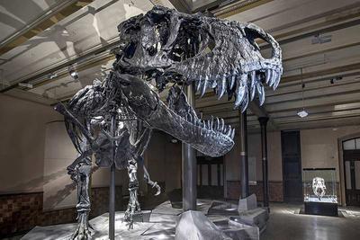 Museum für Naturkunde Berlin